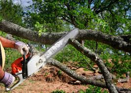 How Our Tree Care Process Works  in  Duluth, MN