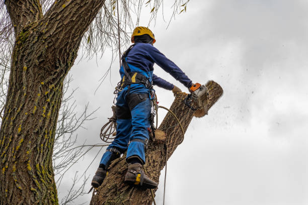 Mulching Services in Duluth, MN